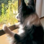 4日間、家を留守にした結果→帰宅後に犬が『文句』を言ってきて…まるで『彼女のような光景』が83万再生「嬉しいくせにｗ」「愛されてる」(ブログ)