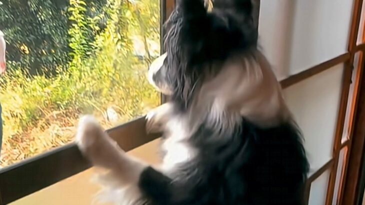 4日間、家を留守にした結果→帰宅後に犬が『文句』を言ってきて…まるで『彼女のような光景』が83万再生「嬉しいくせにｗ」「愛されてる」(ブログ)