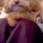 犬にアニメを見せてみた結果→一生懸命に目で追って…あまりにも尊い『真剣すぎる表情』に1427万再生の大反響「泣けてくる…」「まるで天使」(ブログ)