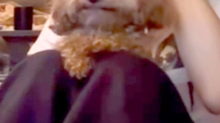 犬にアニメを見せてみた結果→一生懸命に目で追って…あまりにも尊い『真剣すぎる表情』に1427万再生の大反響「泣けてくる…」「まるで天使」(ブログ)
