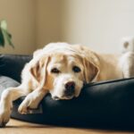 シニア犬の『ボケ』は体からのSOS！痛みや代謝・感覚障害が隠れているかも【獣医師執筆】(ブログ)