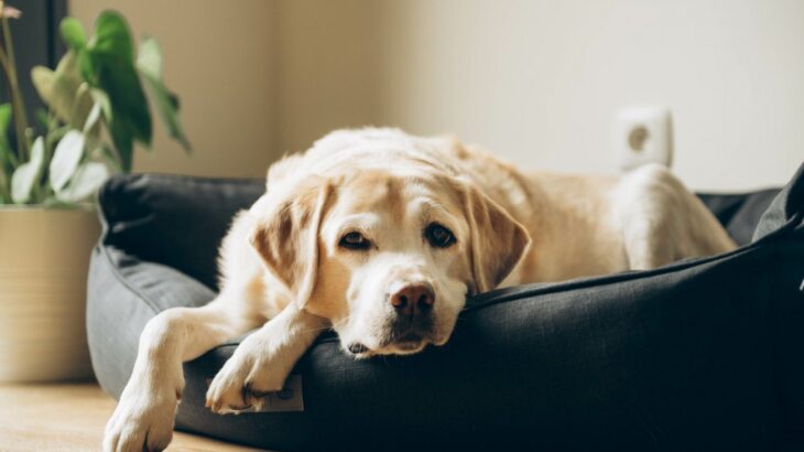 シニア犬の『ボケ』は体からのSOS！痛みや代謝・感覚障害が隠れているかも【獣医師執筆】(ブログ)