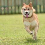 犬の性格が突然変わってしまうのはなぜ？主な原因や飼い主がすべき適切な対応まで(ブログ)