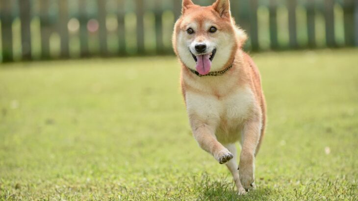 犬の性格が突然変わってしまうのはなぜ？主な原因や飼い主がすべき適切な対応まで(ブログ)