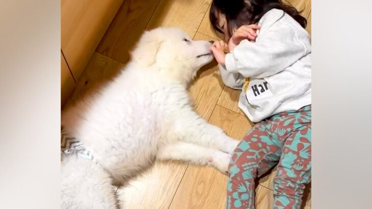 2歳の女の子と子犬→たった『半年間』一緒に過ごしただけで…驚きを隠せない『衝撃のサイズ差』が22万再生「想像以上」「優しさは変わらない」(ブログ)