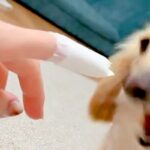 指に貼った『絆創膏』を噛もうとする犬→『ケガをしている』と察して…欲望と優しさの中で葛藤する光景が202万表示「いい子すぎ」「可愛い」(ブログ)
