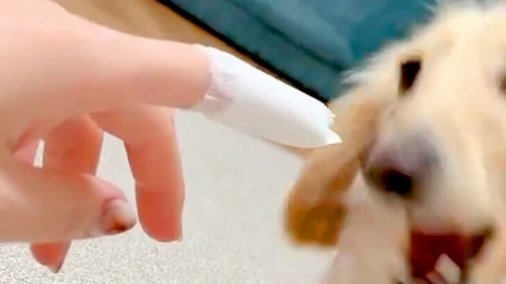 指に貼った『絆創膏』を噛もうとする犬→『ケガをしている』と察して…欲望と優しさの中で葛藤する光景が202万表示「いい子すぎ」「可愛い」(ブログ)