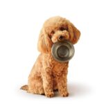 犬が『空腹』のときにみせるサイン５選　執拗にご飯を要求してきた場合の対処法まで(ブログ)