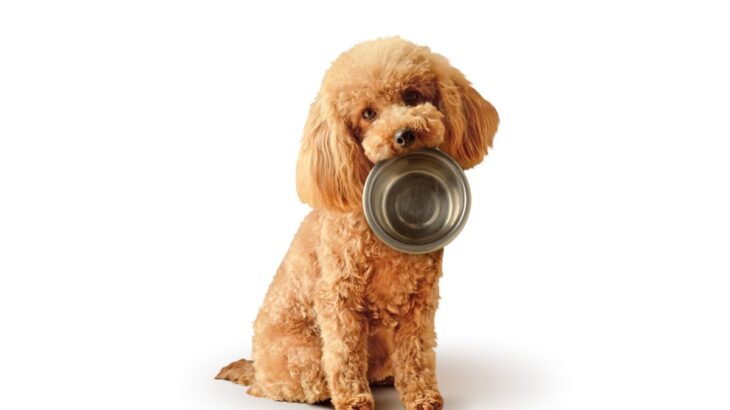 犬が『空腹』のときにみせるサイン５選　執拗にご飯を要求してきた場合の対処法まで(ブログ)