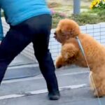 街の人々に愛されている犬→散歩中に出会うと…ご近所付き合いが上手すぎる『尊い光景』が67万再生「私ももふもふしたい」「なんて可愛い毛玉」(ブログ)