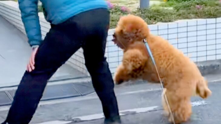 街の人々に愛されている犬→散歩中に出会うと…ご近所付き合いが上手すぎる『尊い光景』が67万再生「私ももふもふしたい」「なんて可愛い毛玉」(ブログ)