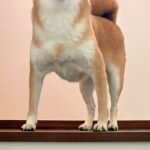 ふと『階段にいる犬』を撮影した結果→頭に光が差し込み…まさかの『神々しい光景』に絶賛「只者ではないオーラ…」「高貴な方の生まれかわり」(ブログ)