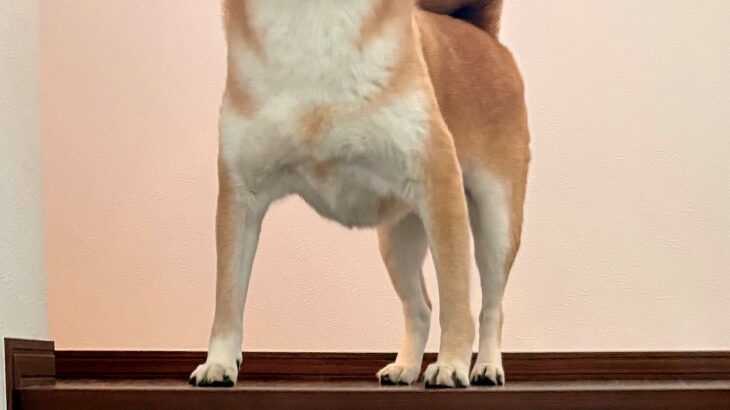 ふと『階段にいる犬』を撮影した結果→頭に光が差し込み…まさかの『神々しい光景』に絶賛「只者ではないオーラ…」「高貴な方の生まれかわり」(ブログ)