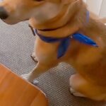 母と姉が旅行中、元気無く『悲しい顔』をする犬→帰宅後…愛を感じる『再会の瞬間』に反響「嬉しさが伝わって泣けた」「家族が大好きなんだね」(ブログ)