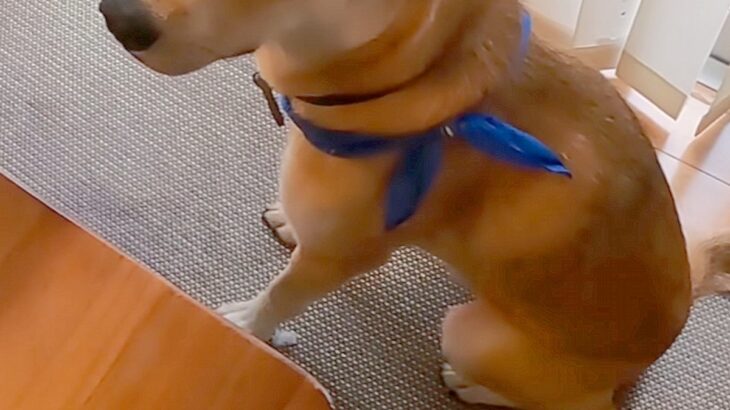 母と姉が旅行中、元気無く『悲しい顔』をする犬→帰宅後…愛を感じる『再会の瞬間』に反響「嬉しさが伝わって泣けた」「家族が大好きなんだね」(ブログ)