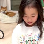 6歳の女の子に『叱るフリ』をした結果→近くにいた犬が勘違いをして…放っておけなくて見せた『健気な行動』が13万再生「最高の姉」「可愛い」(ブログ)