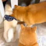 犬たちが外に出たがるので、ドアを開けた結果→『ムチムチボディの犬』だけが…コントのような展開に爆笑「グラマラスボディｗ」「挟まってて草」(ブログ)