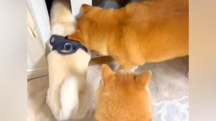 犬たちが外に出たがるので、ドアを開けた結果→『ムチムチボディの犬』だけが…コントのような展開に爆笑「グラマラスボディｗ」「挟まってて草」(ブログ)