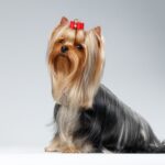 犬の被毛を美しく維持するポイント5つ　毛並みを良くするためのお手入れのコツまで(ブログ)