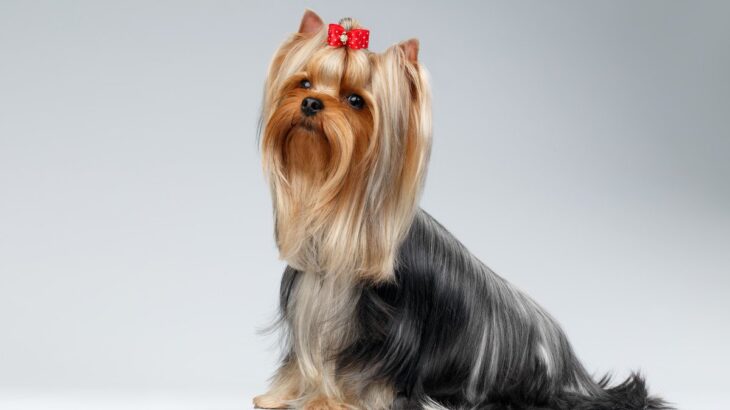 犬の被毛を美しく維持するポイント5つ　毛並みを良くするためのお手入れのコツまで(ブログ)