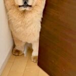 『オットセイのような声』が聞こえたので見に行った結果→犬がドアで困り果てていて…まさかの光景と表情に2万いいね「絶望ｗｗ」「切ない目」(ブログ)