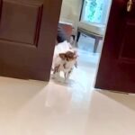 人懐っこい犬が『結婚式でリングドッグを務めた』結果→ドアが開いた瞬間…まさかの『全員にご挨拶する光景』に反響「寄り道がｗ」「可愛すぎる」(ブログ)