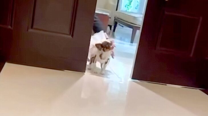 人懐っこい犬が『結婚式でリングドッグを務めた』結果→ドアが開いた瞬間…まさかの『全員にご挨拶する光景』に反響「寄り道がｗ」「可愛すぎる」(ブログ)