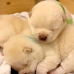 生後15日の『目が開いたばかりの犬』→外の世界に興味が湧いて…『脱走を企てる光景』が可愛すぎると悶絶「最高の癒し」「先が思いやられるｗ」(ブログ)