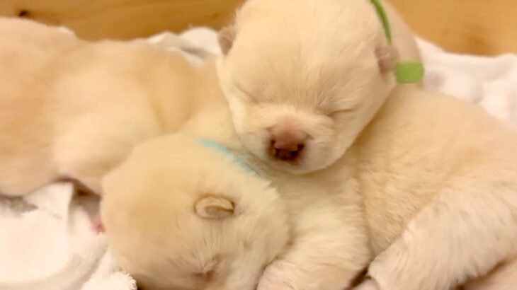 生後15日の『目が開いたばかりの犬』→外の世界に興味が湧いて…『脱走を企てる光景』が可愛すぎると悶絶「最高の癒し」「先が思いやられるｗ」(ブログ)