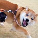 全力で遊ぶ2匹の犬→ふと後ろの方を見ると、5歳の先輩犬が…『貫禄がありすぎる光景』が20万表示「最高」「やんちゃと大人を同時に味わえる」(ブログ)