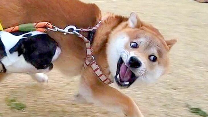 全力で遊ぶ2匹の犬→ふと後ろの方を見ると、5歳の先輩犬が…『貫禄がありすぎる光景』が20万表示「最高」「やんちゃと大人を同時に味わえる」(ブログ)