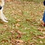 散歩拒否をする『大きな秋田犬』→全く動かないので…飼い主が『マイケルジャクソンになる光景』が35万再生「ジワるｗ」「表情が誇らしげで草」(ブログ)