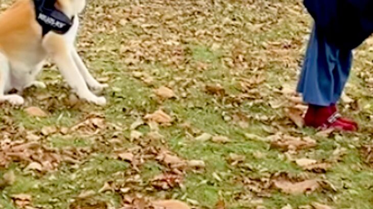 散歩拒否をする『大きな秋田犬』→全く動かないので…飼い主が『マイケルジャクソンになる光景』が35万再生「ジワるｗ」「表情が誇らしげで草」(ブログ)