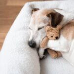 犬が『快適に眠れる場所』とは？愛犬が安眠するための条件や飼い主がすべき配慮まで(ブログ)