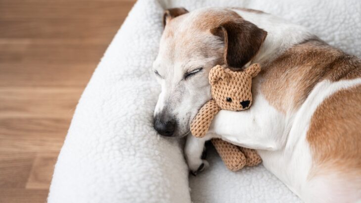 犬が『快適に眠れる場所』とは？愛犬が安眠するための条件や飼い主がすべき配慮まで(ブログ)