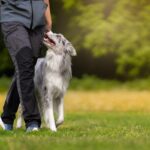犬が飼い主を『頼りにしている』サイン5選　愛犬に信頼される人の特徴や共通点まで(ブログ)