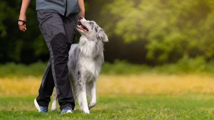 犬が飼い主を『頼りにしている』サイン5選　愛犬に信頼される人の特徴や共通点まで(ブログ)