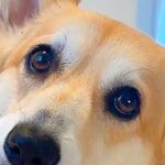トイレシーツを変えていたら、なぜか近づいてきた犬→ふと振り返ると…まさかの『賢すぎる気遣い』に反響「ママの行動よく見てる」「優しい子」(ブログ)