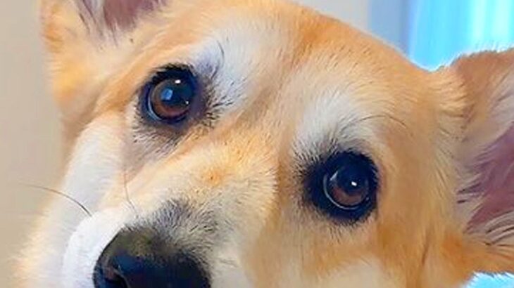 トイレシーツを変えていたら、なぜか近づいてきた犬→ふと振り返ると…まさかの『賢すぎる気遣い』に反響「ママの行動よく見てる」「優しい子」(ブログ)