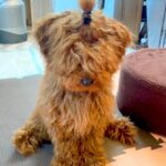 ボサボサに毛が伸びた犬を『初めてトリミングした』結果→同じ犬とは思えない『まさかの大変身』が10万再生「おめめ可愛すぎる」「笑顔が最高」(ブログ)