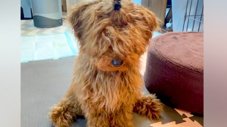 ボサボサに毛が伸びた犬を『初めてトリミングした』結果→同じ犬とは思えない『まさかの大変身』が10万再生「おめめ可愛すぎる」「笑顔が最高」(ブログ)