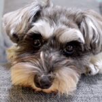 パパと犬の留守番をモニタリング→外出中のママに会いたがって…違いすぎる態度と『再会の瞬間』に反響「可愛い」「パパ相手にしてもらえないｗ」(ブログ)