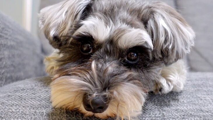 パパと犬の留守番をモニタリング→外出中のママに会いたがって…違いすぎる態度と『再会の瞬間』に反響「可愛い」「パパ相手にしてもらえないｗ」(ブログ)