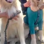 大型犬のオフ会に行ったら『愛犬そっくりなワンコ』を発見→詳しく話を聞くと…奇跡的すぎる『まさかの展開』が11万再生「ご縁だ」「すごい」(ブログ)