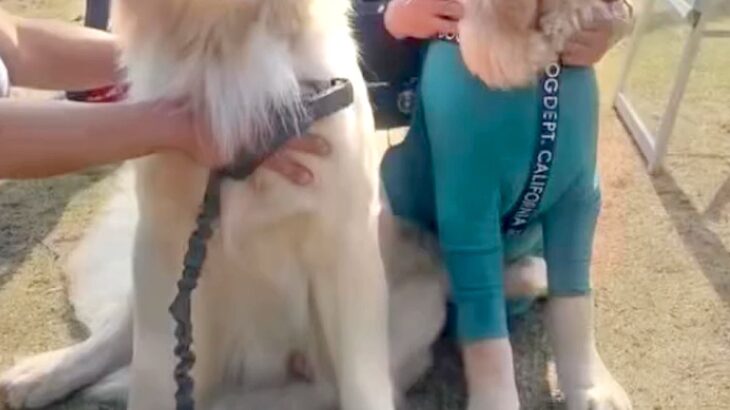 大型犬のオフ会に行ったら『愛犬そっくりなワンコ』を発見→詳しく話を聞くと…奇跡的すぎる『まさかの展開』が11万再生「ご縁だ」「すごい」(ブログ)