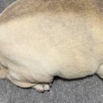 眠っている犬を『上から撮影してみた』結果…まさかの『食べ物にしか見えない光景』に2万いいね集まる「完全一致で草」「生牡蠣ｗｗ」と爆笑続々(ブログ)