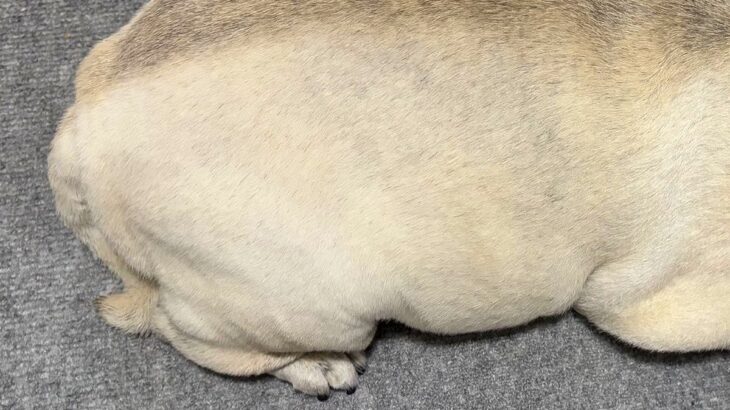 眠っている犬を『上から撮影してみた』結果…まさかの『食べ物にしか見えない光景』に2万いいね集まる「完全一致で草」「生牡蠣ｗｗ」と爆笑続々(ブログ)