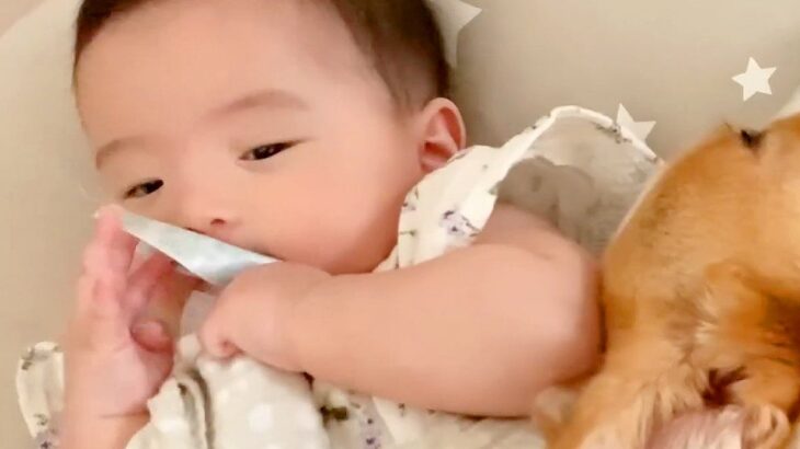 パパがいなくて寂しがる赤ちゃん→犬が優しく寄り添ってくれて…まるで人間のように『優しくて尊い光景』に反響「頼もしい」「本当に仲がいい」(ブログ)