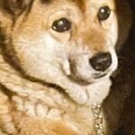 犬の頭に『影が落ちた』結果→まさかのドレッドヘアー？『前髪』ができてしまう光景に3万いいね集まる「素敵ｗｗ」「なんか乗っけてるのかと」(ブログ)
