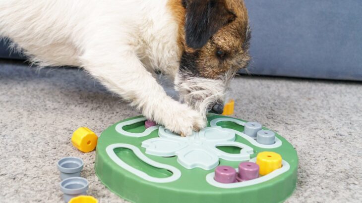 犬を満足させる『知育遊び』7つ　愛犬を楽しませるために意識すべきポイントとは？(ブログ)